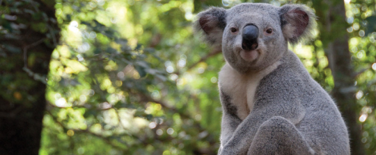 Turkish Airlines Launches New Flights to Ohrid, North Macedonia
